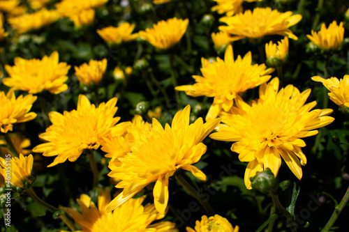 Field of Yellow Flowers 