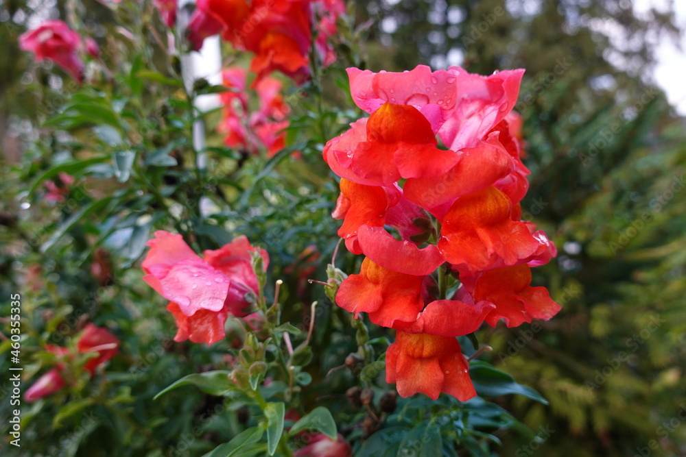 Snapdragons (Antirrhinum majus) are very popular short-lived garden perennials that are usually grown as annuals.