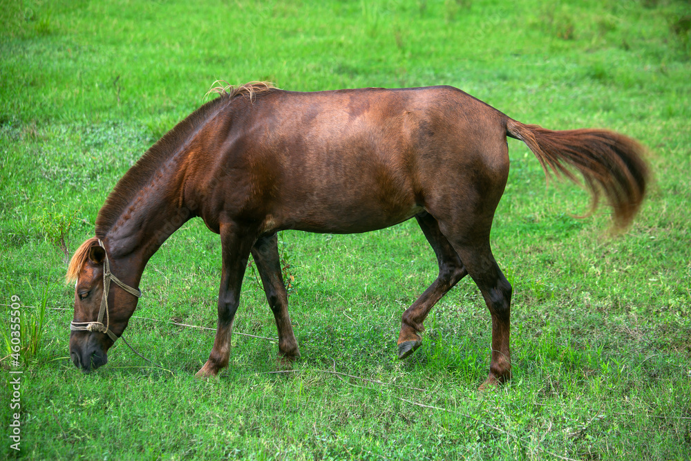 A brown-red domesticated horse is eating the green grass of the field. Asian cross-breeding horse. A brown-red domesticated horse is eating the green grass of the field. Asian cross-breeding horse.