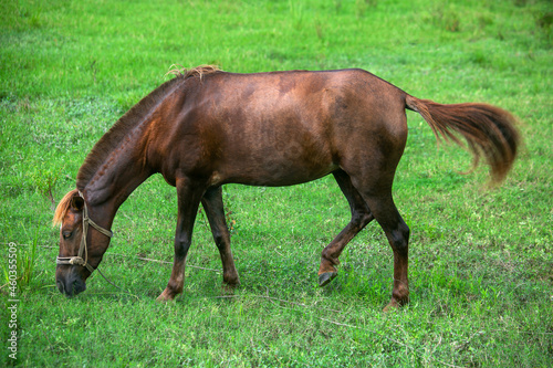 A brown-red domesticated horse is eating the green grass of the field. Asian cross-breeding horse.  © Onuchcha