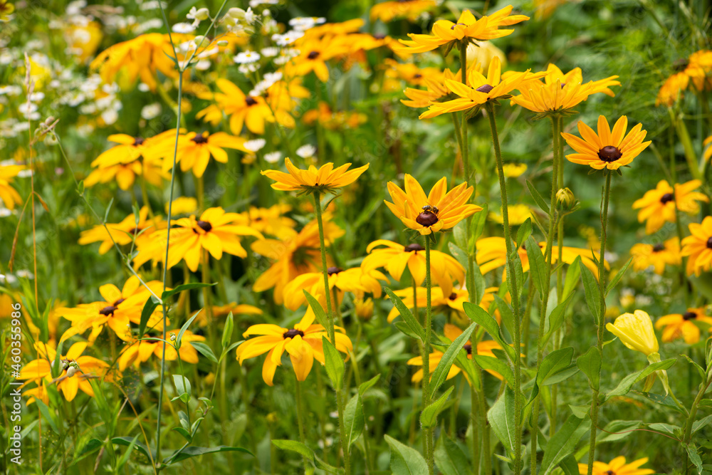 Echinacea flower blossoms in a wild flower field