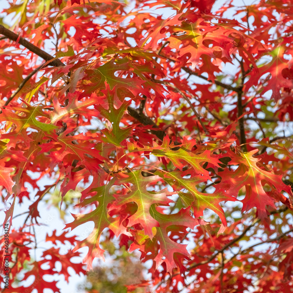 Quercus ellipsoidalis Nadel-Eiche, Berg-Eiche Blatt in Herbstfärbung Quercus ellipsoidalis Nadel-Eiche, Berg-Eiche Blatt in Herbstfärbung