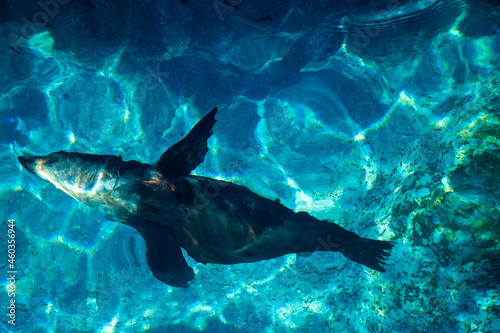 fish in aquarium