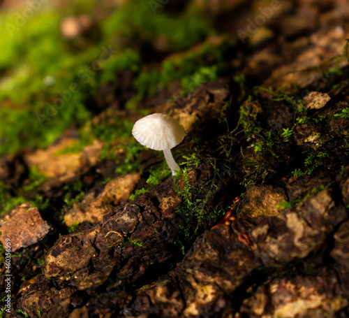 Little White Mushroom 