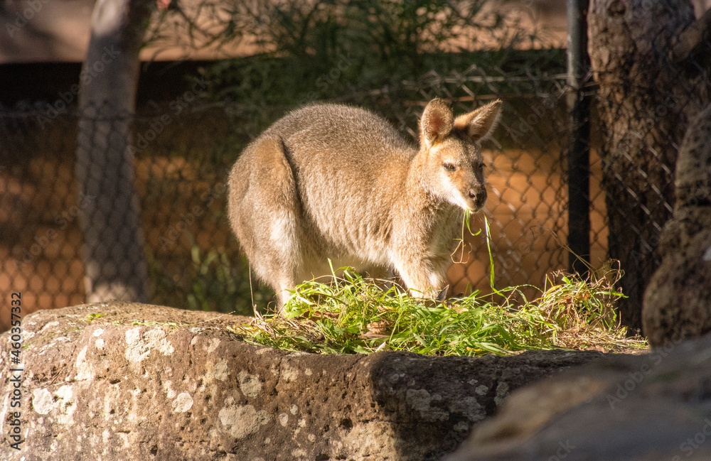 Fototapeta premium kangaroo baby