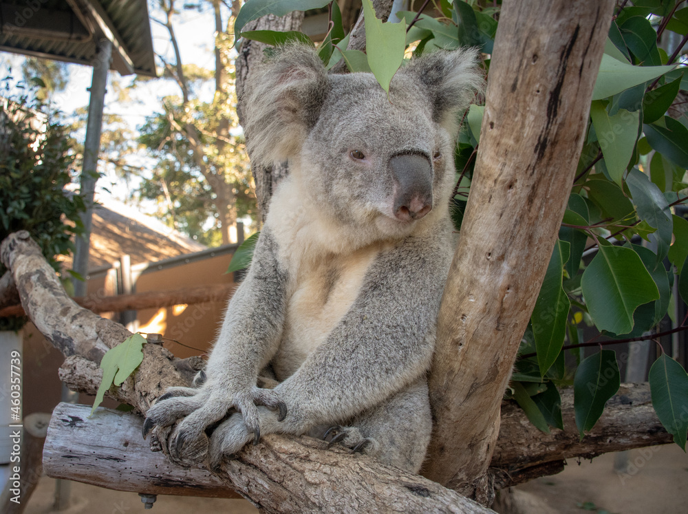 Obraz premium koala