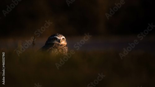Canvastavla Creative shot of a burrowing owl behind tall grasses at a field