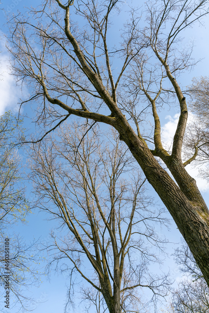 Trees and paths in Rembrandtpark in Amsterdam, a large park in the west of the city. Trees and paths in Rembrandtpark in Amsterdam, a large park in the west of the city.