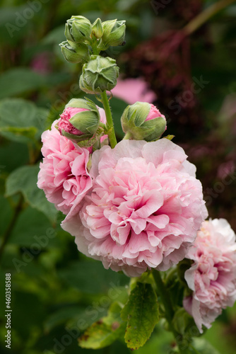Alcea rosea plant with nature background
