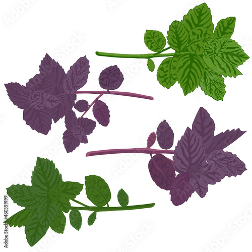 Green basil and dark opal basil close-up. Green  and purple basil isolated. Vector illustration of green vegetables.