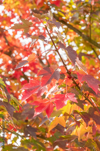 Acer rubrum Redpointe Blatt in Herbstf  rbung