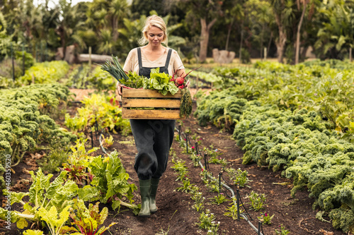 Stampa su tela Organic farmer harvesting fresh vegetables on her farm
