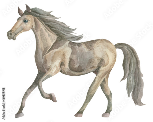 Watercolor stallion. Watercolor horse. Hand-drawn watercolor illustration.