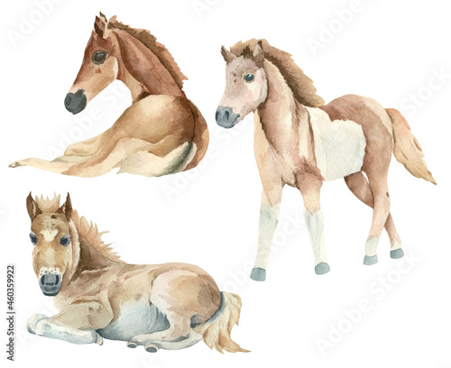 Fotografia Set of watercolor foals, ponies. Watercolor horses.