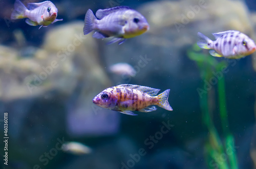 Aulonocara species ‘OB Peacock’ cichlids in fish tank. The meaning of OB is Orange blotched.