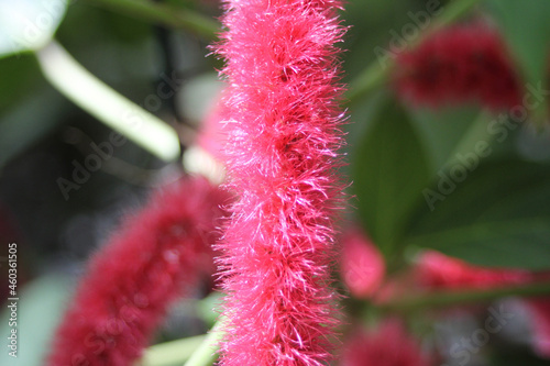 flower of a cactus