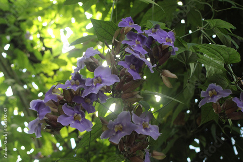 flowers in the garden