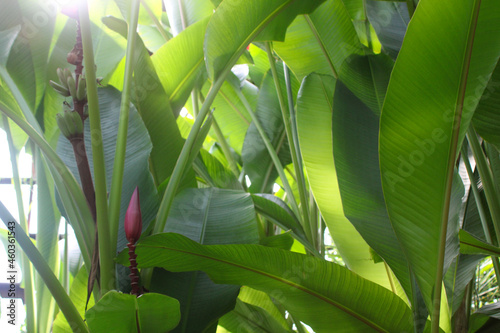 leaves in the garden