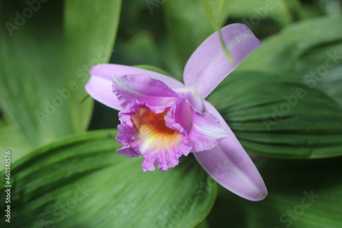purple iris flower