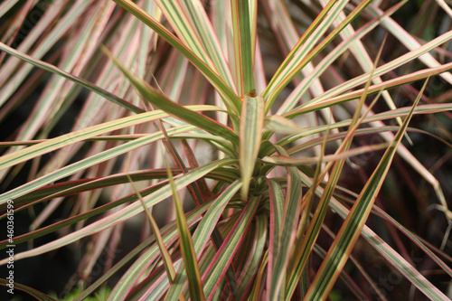close up of grass