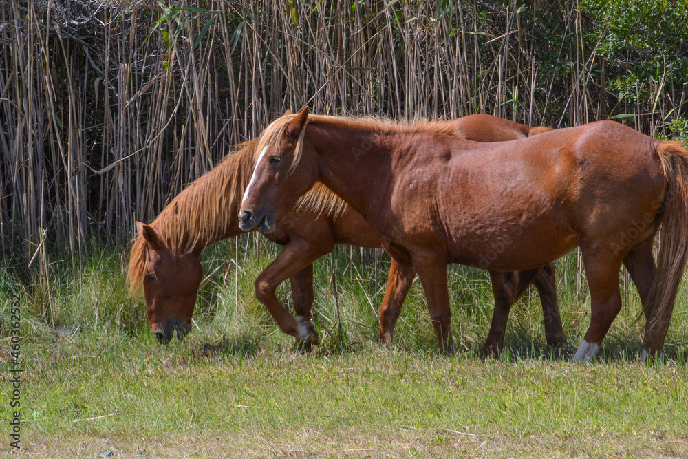 Two wild horses graze on grass in front of a grove of trees at the Assateague Island National Seashore, Berlin, MD Two wild horses graze on grass in front of a grove of trees at the Assateague Island National Seashore, Berlin, MD