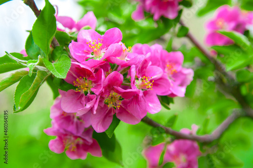 Spring landscape with a flowering pink tree. White sakura flowers bloom in the trees. Beautiful blooming garden on a sunny day. A wonderful concept of romance and love with delicate flowers. Hi spring