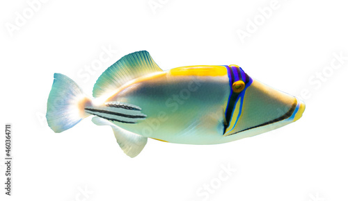 Arabian picassofish (Rhinecanthus assasi, triggerfish) isolated on white background, Red Sea. Unusual tropical bright fish. Underwater photo, side view, close-up, cut out.