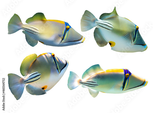 Set of Arabian Picassofish (Rhinecanthus assasi, Lagoon triggerfish) isolated in a white background. Unusual tropical bright fish, Red Sea, Egypt. Close up, side view, cut out. Underwater photo.