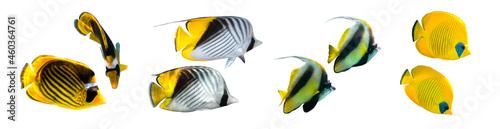 Different types of Butterflyfish (Raccoon, Masked, Threadfin Butterflyfish, Pennant Coralfish) isolated on white background. Set of striped tropical fish, side view, cut out. Underwater diversity.