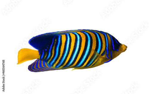 Royal Angelfish (Regal Angel Fish), coralfish isolated on a white background. Tropical colorful fish with yellow fins, orange, white and blue stripes in ocean water. Side view, close up, cut out.