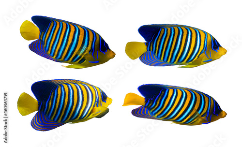 Royal Angelfish (Regal Angel Fish), Coralfish isolated on a white background. Set of tropical colorful fish with yellow fins, orange, white and blue stripes in blue ocean water. Close up, cut out.