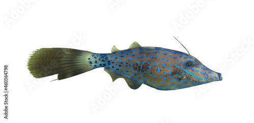 Brightly colored scrawled filefish (aluterus scriptus, scribbled leatherjacket, broomtail) swimming in tropical waters, Red Sea, Egypt. Unusual fish in blue ocean lagoon water. Underwater photo.