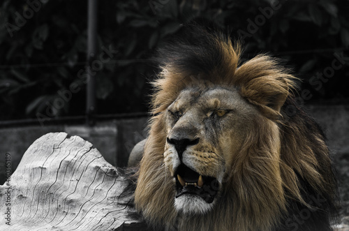 Fototapeta Naklejka Na Ścianę i Meble -  Roaring lion