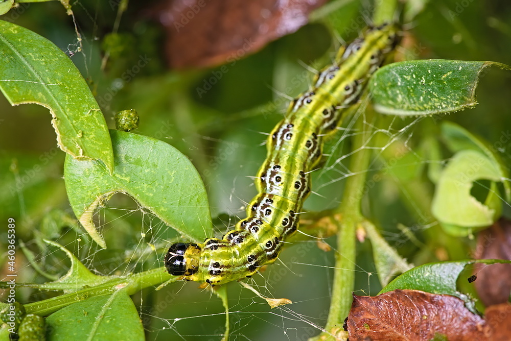 Caterpillar of the box tree moth eats a leaf of a shrub Caterpillar of the box tree moth eats a leaf of a shrub