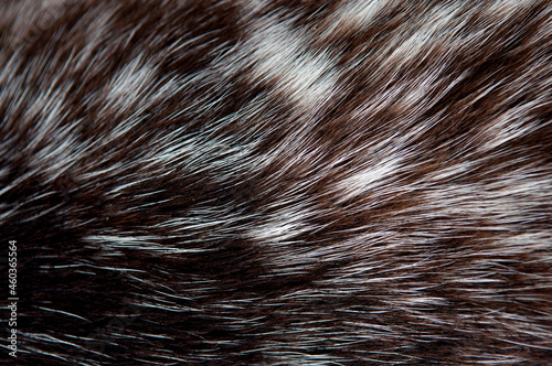 Beautiful spotted fur close-up. Texture of brown animal wool. Dog fur.