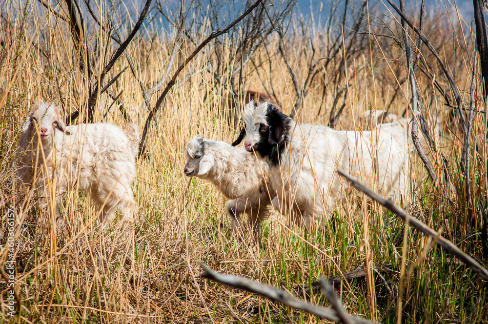 Goat and lamb sowing in the meadow, green grass, white goat. The concept of goat milk and livestock farming. Goat and lamb sowing in the meadow, green grass, white goat. The concept of goat milk and livestock farming.