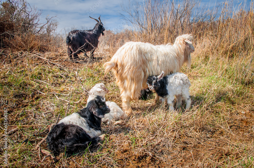Goat and lamb sowing in the meadow, green grass, white goat. The concept of goat milk and livestock farming. Goat and lamb sowing in the meadow, green grass, white goat. The concept of goat milk and livestock farming.