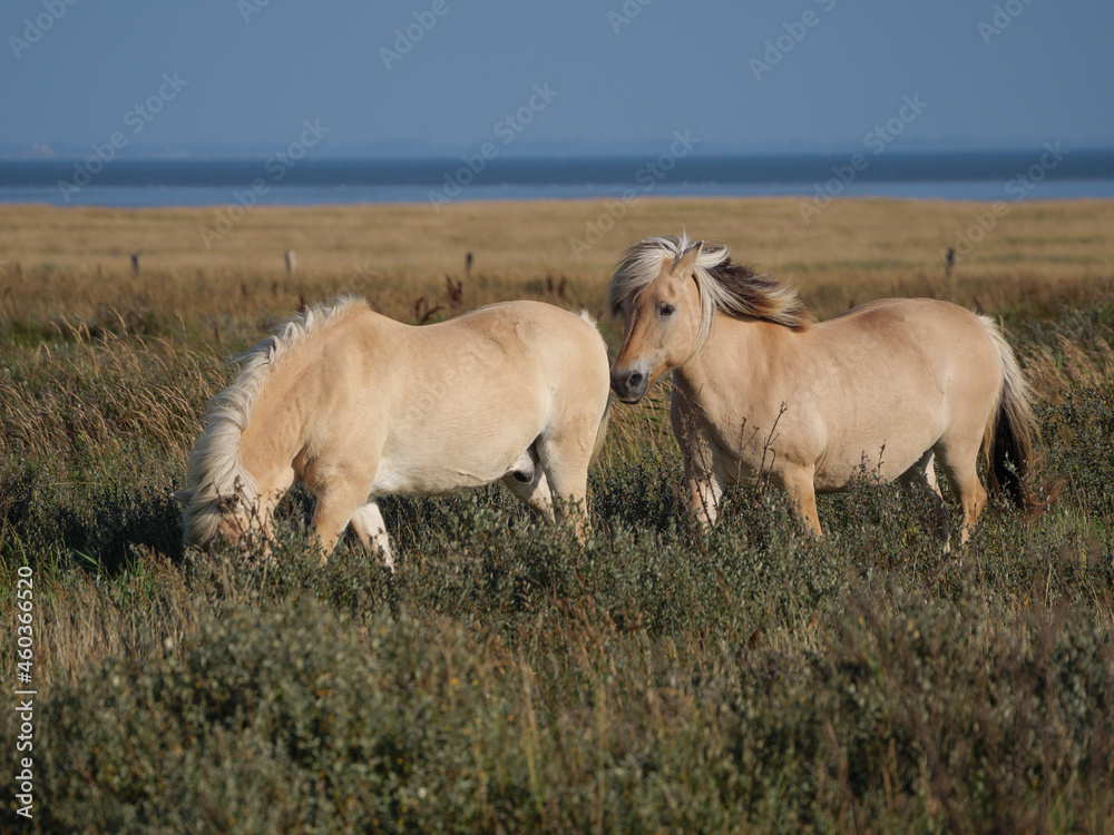 Die Insel Juist in der Nordsee Die Insel Juist in der Nordsee