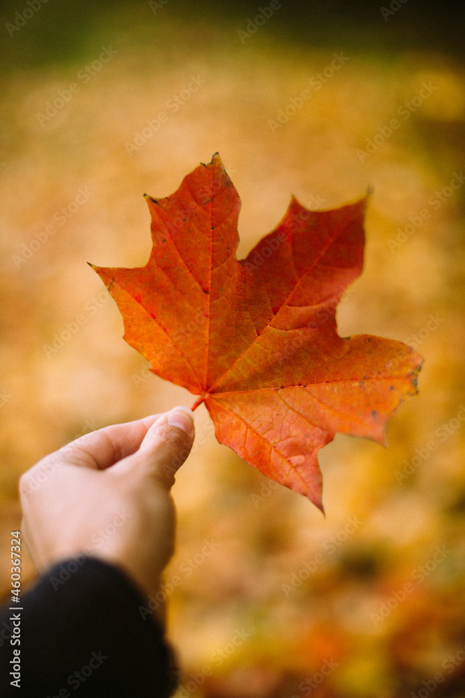 An orange maple leaf in a woman's hand against a background of yellow foliage in an autumn park. A close-up leaf, a woman's hand	