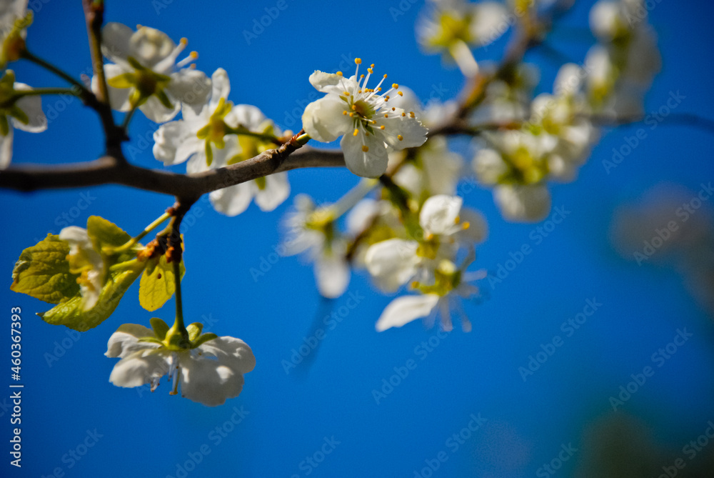 blossom in spring blossom in spring