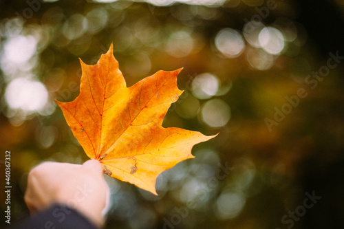 An orange maple leaf in a woman's hand on the background of a green tree in an autumn park. A close-up leaf, a woman's hand. Bokeh from the rays of the sun