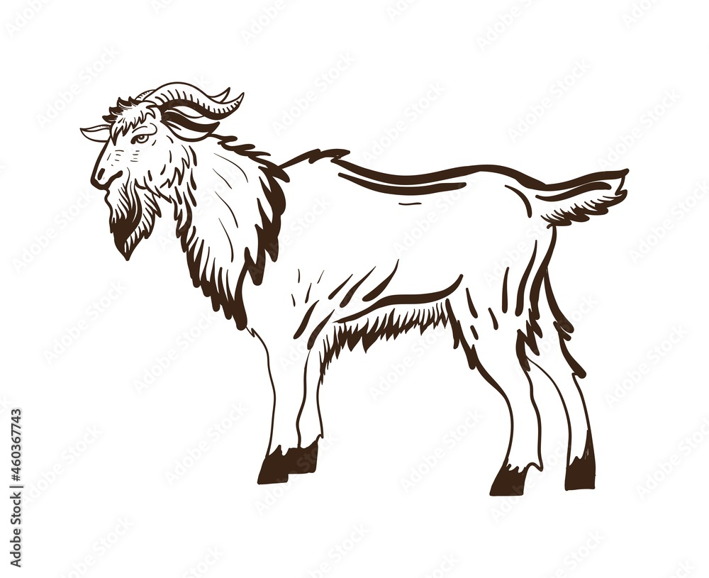 Linear sketch of an animal goat. Hand drawn vector illustration sketch
