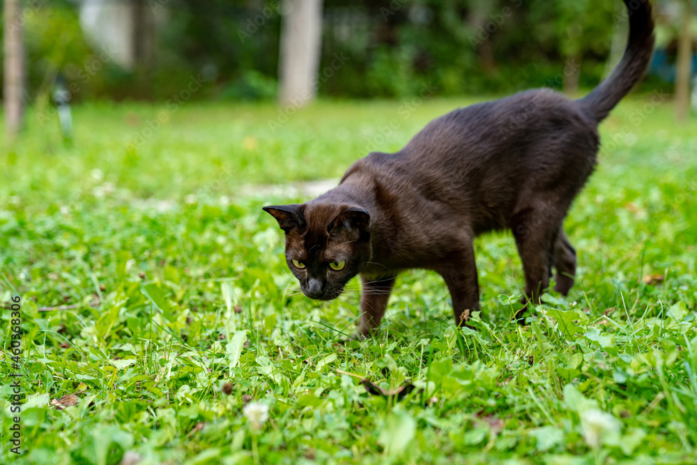 Funny cat looking directly into the camera in the park in the summer on the background of green grass. Close-up. Blurred background Funny cat looking directly into the camera in the park in the summer on the background of green grass. Close-up. Blurred background