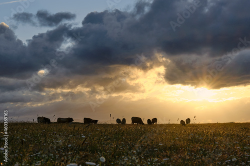 Sunset over a field with cows grazing in silhouette