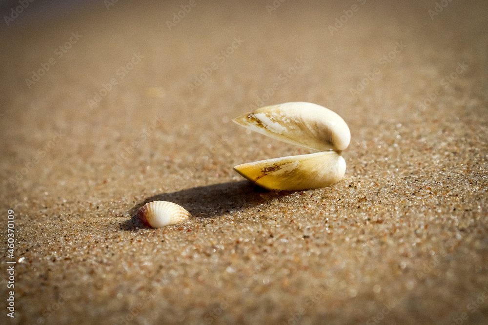 zwei Muscheln am Strand