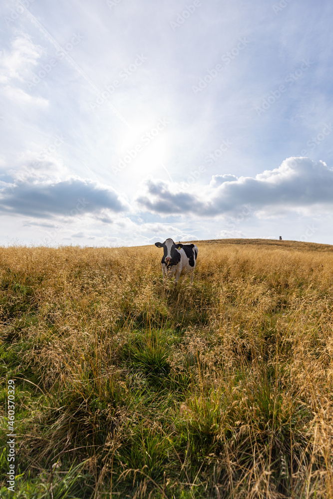 a nice cow in tall grass staring at me, cow on a autumn meadow