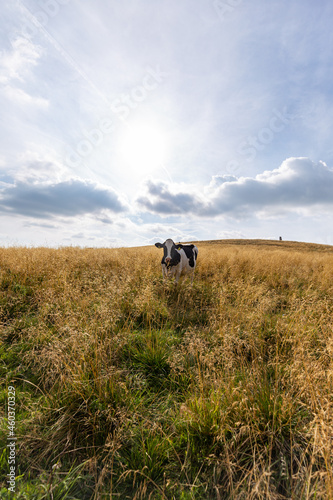 a nice cow in tall grass staring at me, cow on a autumn meadow © saad