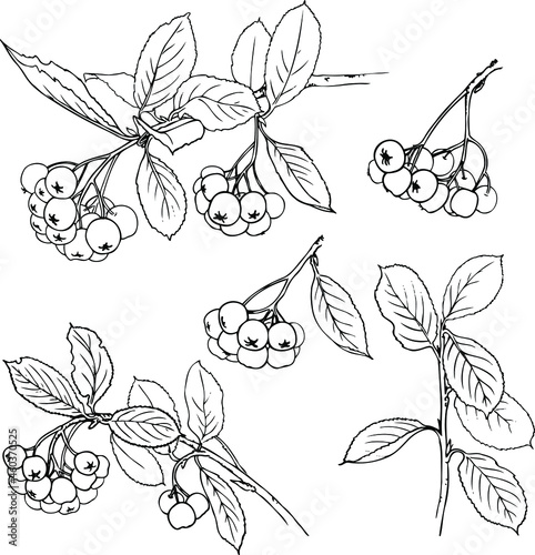 Vector botanical illustration, a set of images of black chokeberry. Branches with berries and leaves. 