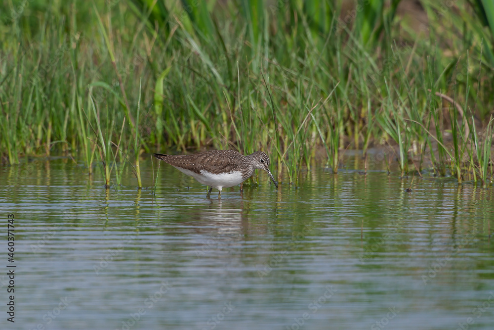 Fototapeta premium Green Sandpiper (Tringa ochropus) feeding in the lake is green in the background.