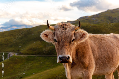 alpine brown cow "brown swiss" grazing free on the mountain